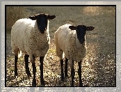 Owce, Runo, Dwie, Białe