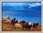 Góry, Owce, Jezioro