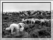owce, Owczarki węgierskie Kuvasz, stado