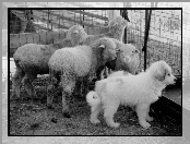 owce, Młody, Owczarek węgierski Kuvasz