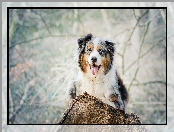 Owczarek australijski-australian shepherd