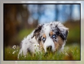 Owczarek australijski-australian shepherd