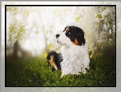 Owczarek Australijski, Kwiaty, Leżący, Australian shepherd