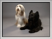 Bearded Collie, Owczarek Francuski Briard