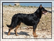 Owczarek francuski Beauceron, kamienie