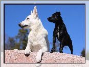 Owczarek amerykańsko-kanadyjski, Biały owczarek szwajcarski, Dwa, Pies, Biały Owczarek Szwajcarski, Psy, Czarny