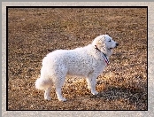 Owczarek węgierski Kuvasz, Dorosły, biały