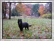 Owczarek belgijski Groenendael, jesień