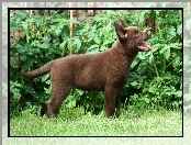 Szczeniak, Owczarek australijski - Kelpie