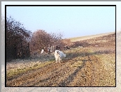 Owczarek węgierski Kuvasz, droga