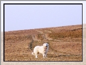 Owczarek węgierski Kuvasz, pole