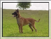 drzewo, Owczarek belgijski Malinois