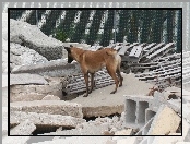 gruzy, Owczarek belgijski Malinois