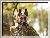 Owczarek belgijski malinois, Pień