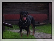 Rottweiler, Obroża