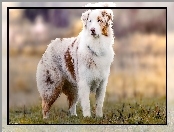 Owczarek australijski-australian shepherd, Pies, Pasterski