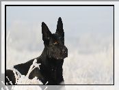 Śnieg, Pies, Czarny owczarek niemiecki