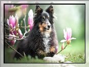 Owczarek szetlandzki, Magnolie, Pies, Kwiaty