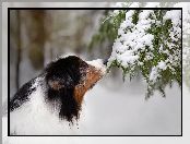 Owczarek australijski, Śnieg, Pies, Gałązki