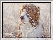 Owczarek australijski, Śnieg, Pies, Trawa