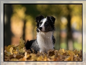 Owczarek australijski-australian shepherd, Liście