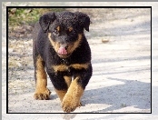 Rottweiler, Słodki, szczeniak