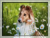 Pies, Owczarek szetlandzki, Kwiaty, Łąka