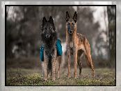 Psy, Owczarek belgijski Malinois, Dwa, Owczarek belgijski Tervueren