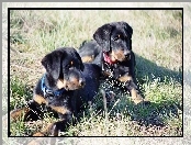 Owczarki francuskie Beaucerony, Dwa, młode