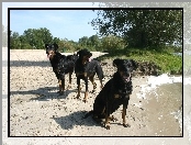 Owczarki francuskie Beaucerony, Trzy, czarne