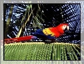 ptak, czerwona, palma, Papuga, ara