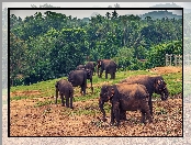 Palmy, Drzewa, Słonie, Sri Lanka, Pinnawala