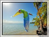 Papuga ara, Morze, Palmy