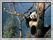 Drzewo, Panda