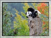 Las, Panda, Mały, Drzewa, Odpoczynek, Niedźwiadek, Pień