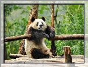 Panda, Drzewa, Miś, Odpoczynek