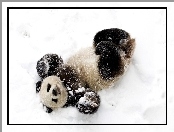 Panda, Zima, Miś, Śnieg