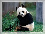 Trawa, Panda, Bambus