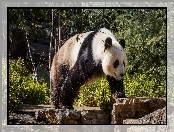 Panda, Zarośla