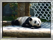 Panda, Zoo