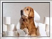 Papier, Golden retriever, Zabawa