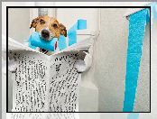 Toaletowy, Papier, Jack Russell terrier, Pies, Gazeta