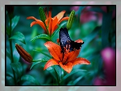 Papilio okinawensis, Motyl, Kwiaty, Lilie, Czarny