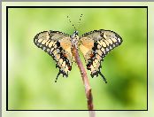 Motyl, Papilio thoas, Makro, Patyk