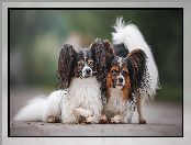 Spaniele kontynentalne miniaturowe Papillon, Dwa, Psy