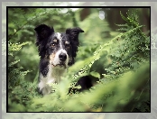 Paprocie, Pies, Border collie