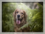 Paprocie, Pies, Golden Retriever