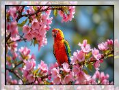 Kolorowa, Papuga, Drzewo owocowe, Kwiaty