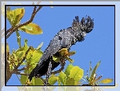Gałązki, Papuga, Kakadu