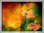 Hibiskus, Papuga, Kwiaty